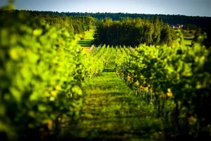 Zwiedzanie winnicy wraz z degustacją win